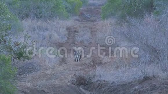 猎豹穿过热带草原视频的预览图