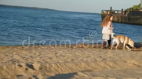 在海滩上和一只棕色拉布拉多犬玩耍的学龄前女孩春天或寒冷的夏天视频的预览图