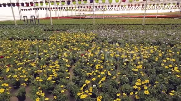 温室里有盛开的花盘黄花在温室里鲜花出售栽培房子的花视频的预览图
