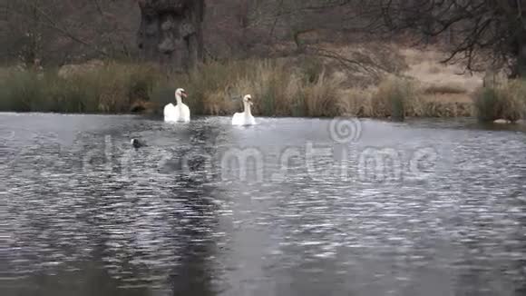 天鹅在湖边游泳视频的预览图