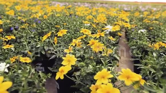温室里有盛开的花盘黄花在温室里鲜花出售栽培房子的花视频的预览图