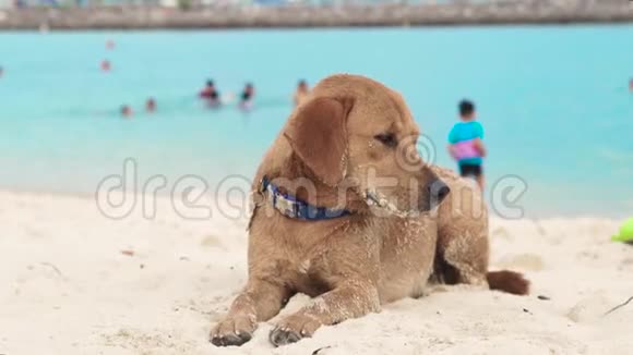 可爱的狗躺在沙滩上的海洋背景疲惫的狗打瞌睡想睡在海边视频的预览图
