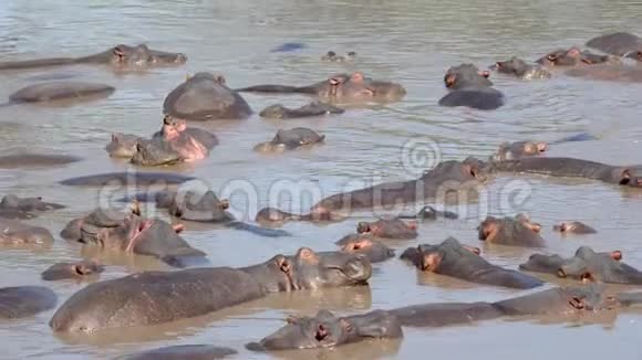 非洲河马在水中睡觉和休息的大草原泥泞的河流或湖泊视频的预览图