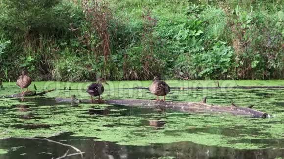 4k录像鸭子坐在杂草丛生的池塘中央的一根木头上视频的预览图