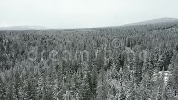 4k鸟瞰飞越一片白色森林背景是雪山视频的预览图