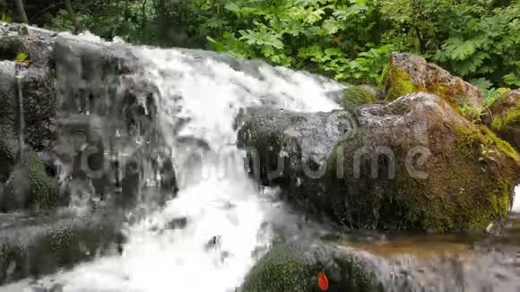 森林河水流淌视频的预览图