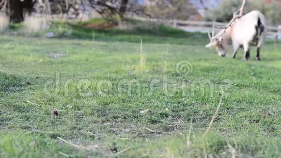 一只白山羊在农场草地上走来走去视频的预览图