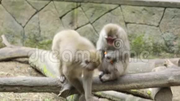 日本猴子吃胡萝卜和蔬菜视频的预览图