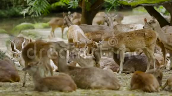 一群在动物园放松的沼泽爱好者视频的预览图
