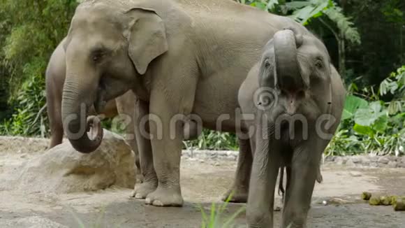 小象在动物园里露嘴视频的预览图