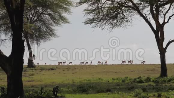 羚羊在绿色的草地或非洲大草原上放牧到相思树上视频的预览图