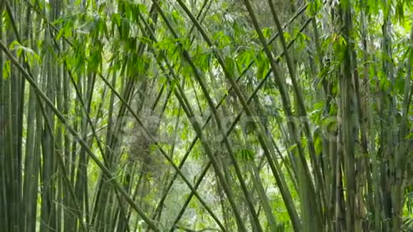郁郁葱葱的竹树林有绿色的叶子视频的预览图