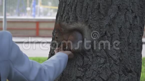 红松鼠从城市公园的一个女人手里吃东西视频的预览图