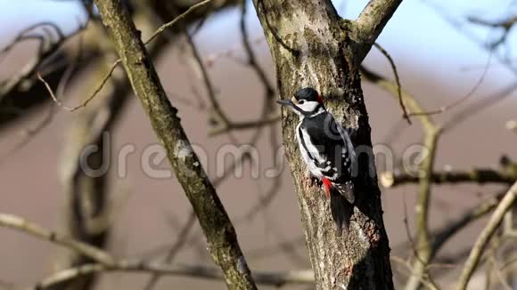 大斑点啄木鸟雄鸟坐在树干上环顾四周啄食最后飞走了视频的预览图