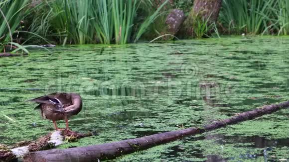 4k录像一只野鸭站在沼泽中央的一根木头上视频的预览图