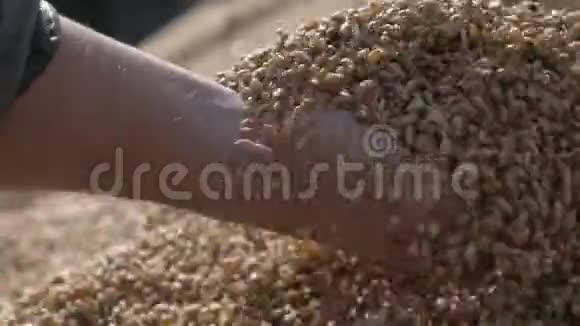 秋季谷物收获的谷物视频的预览图