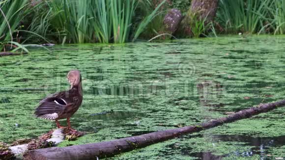 4k录像一只野鸭站在沼泽中央的一根木头上视频的预览图