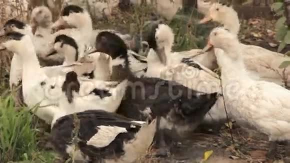 一群家养的鸭子视频的预览图
