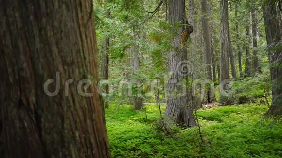 木苔蕨覆盖的森林地面森林视频的预览图