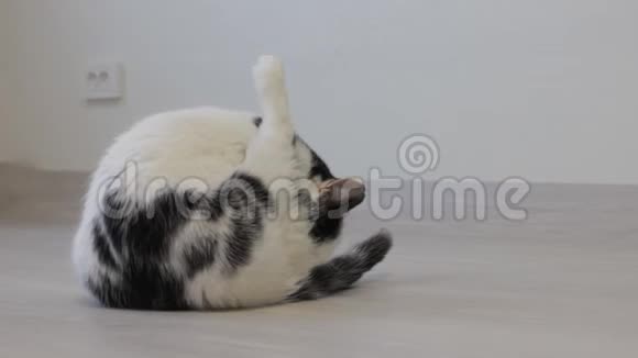 黑斑白猫洗过白色背景视频的预览图