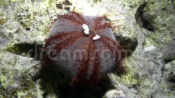 红海的海胆特里普奈斯在水下吃草视频的预览图