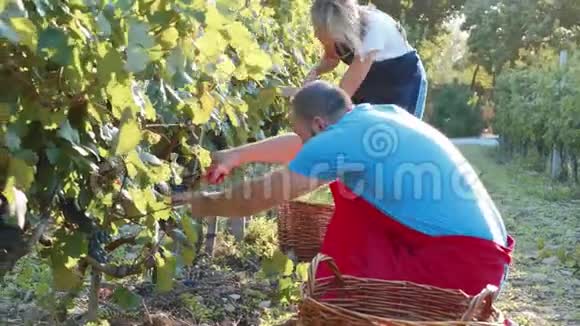 农民在小家庭有机葡萄园收获葡萄作物视频的预览图