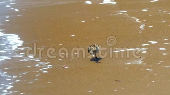 水流运动小鸟沙钳沿着沙质海岸沿着水的边缘运行波浪在爪子上翻滚视频的预览图
