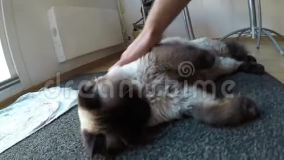 男人抚摸一只暹罗猫视频的预览图