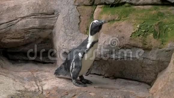 企鹅站在动物园岩石上的肖像4K视频的预览图