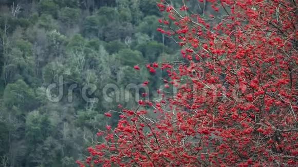 山中的红花树视频的预览图