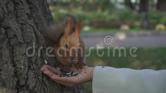红松鼠从城市公园的一个女人手里吃东西视频的预览图