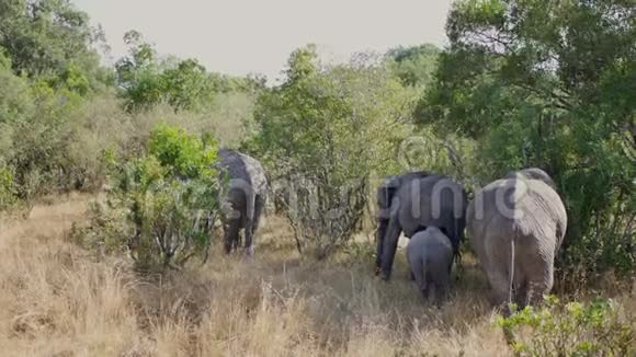 非洲野象家族与丛林中的婴儿视频的预览图
