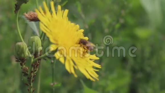 黄花上的蜜蜂采集花蜜视频的预览图