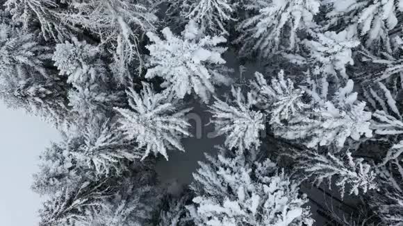 山上覆盖着白雪的松林的鸟瞰图视频的预览图