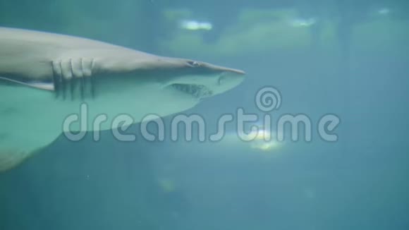 鲨鱼和鱼在海洋馆的水里游泳野生海洋动物和捕食者视频的预览图
