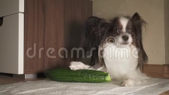 狗狗狗狗狗吃新鲜的绿色黄瓜胃口录像视频的预览图