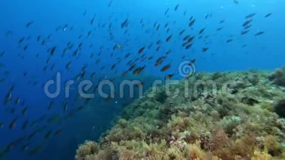 在非常蓝的水中潜水视频的预览图