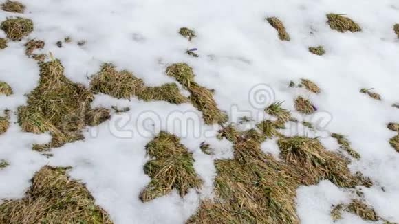 草地上快速融化的雪视频的预览图