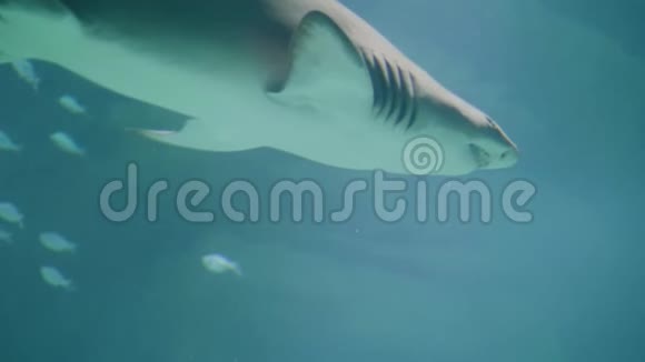 鲨鱼在海洋馆水下游泳水下海洋生物和野生动物视频的预览图