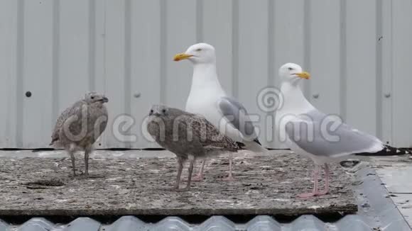 住在公共房屋屋顶上的鹭鸥一家视频的预览图