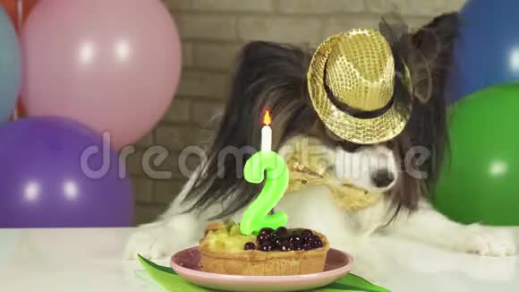 神奇狗狗狗狗狗吃生日蛋糕与蜡烛股票视频视频的预览图