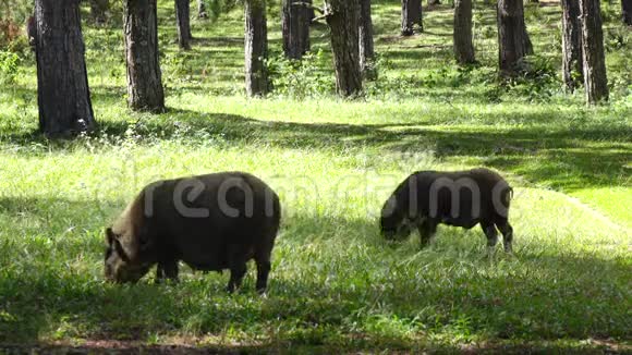 越南大拉特市兰比昂山附近的松树林中饲养野猪视频的预览图