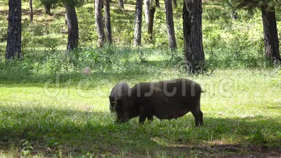 越南大拉特市兰比昂山附近的松树林中饲养野猪视频的预览图