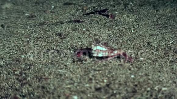 小螃蟹在加拉帕戈斯的海床上跑得很快视频的预览图