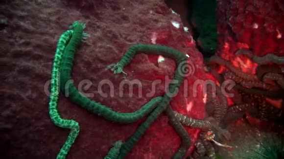海虫就像加拉帕戈斯海底的寄生虫视频的预览图