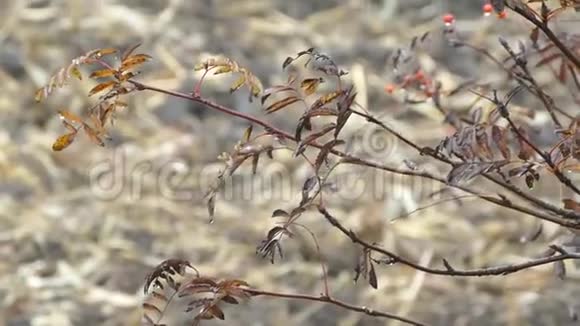 秋天树枝上湿漉漉的视频的预览图