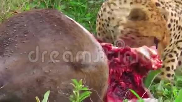 猎豹吃祈祷视频的预览图