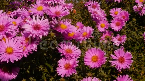 粉红色的花和蜜蜂视频的预览图