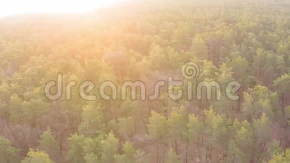 黎明初春松落叶林的鸟瞰图视频的预览图