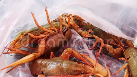 活小龙虾塑料袋里视频的预览图